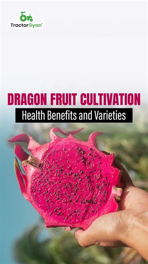 Dragon Fruit Cultivation Health Benefits And Varieties