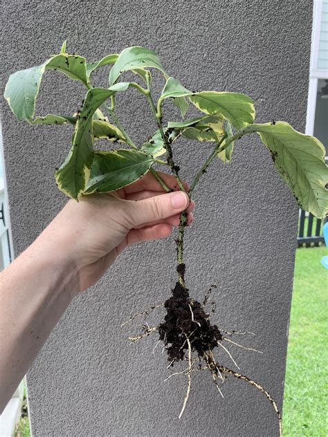 How to propagate a variegated lemon tree - keep your plants alive
