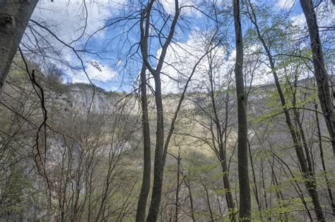 Beech Forest Near Village Of Zasele At Balkan Mountains Bulgaria Stock