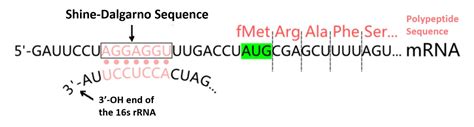 Figure Modified From Shakeistone