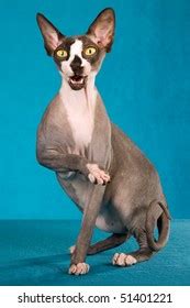 7 Naked Pussy Images Images Stock Photos Vectors Shutterstock