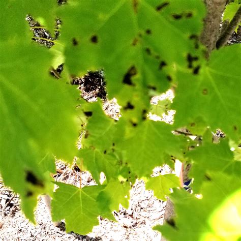 What Are These Black Spots On My Maple Tree Leaves - Infoupdate.org