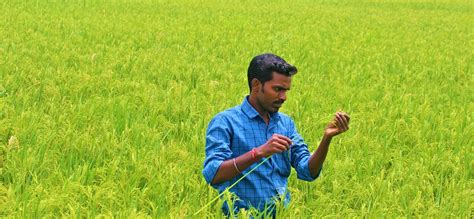Department Of Seed Certification And Organic Certification