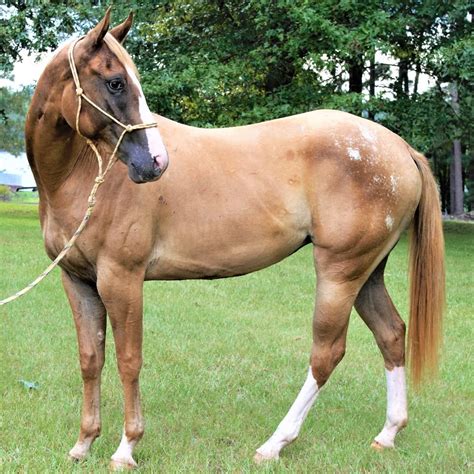 Sistema Digestivo Equino Tracto Gastrointestinal De Los Caballos