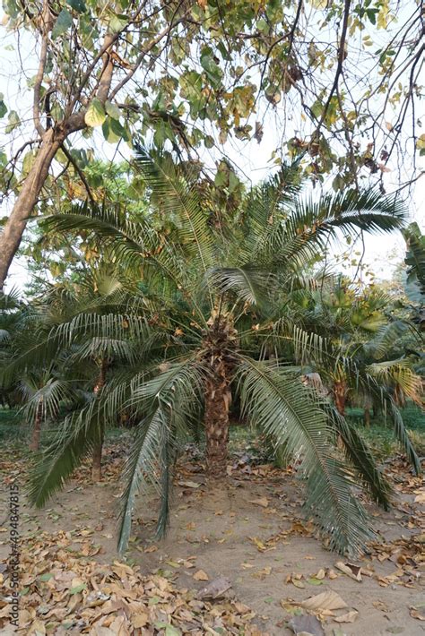 Dwarf Date Palm Pygmy Date Palm Miniature Date Palm Or Robellini Palm