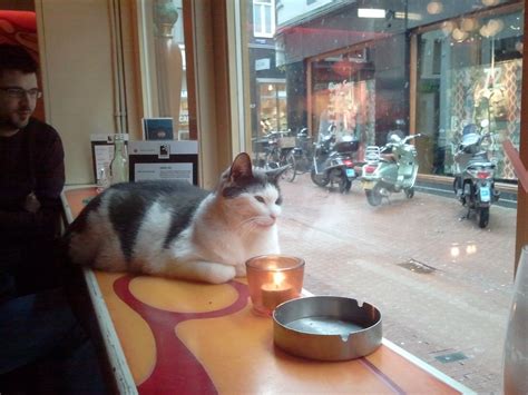 Cats And Coffee Shop Cat Craft A Coffee Shop And Cat Lounge Three