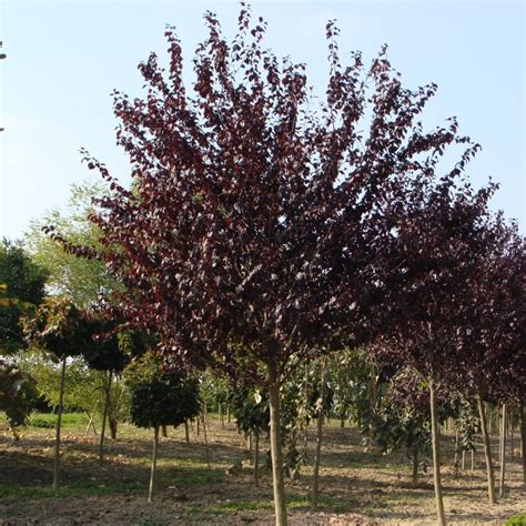 Prunus Cerasifera Atropuspurea Corcodus Rosu Ferma Iancu