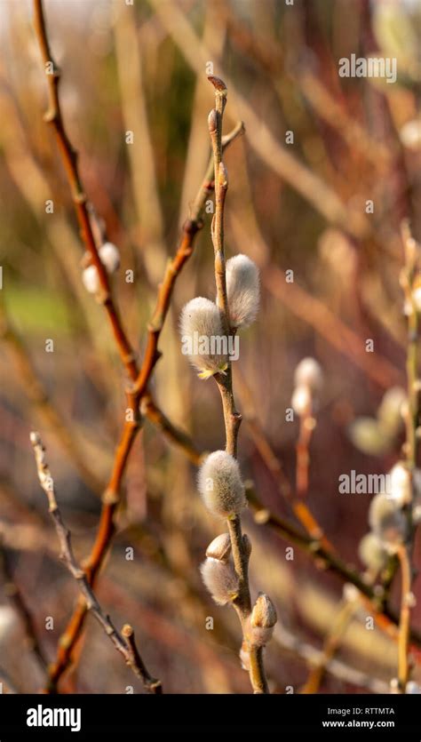 Pussy Willow Growing Outside In A Garden Stock Photo Alamy