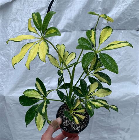 Schefflera Trinette Variegated Arboricola Starter Plant Hannah Gardens