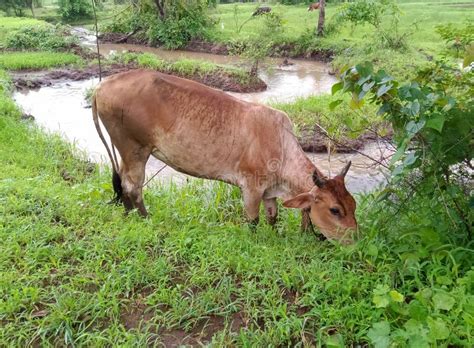 Desi Twink Gay Stock Photos Free Royalty Free Stock Photos From Dreamstime