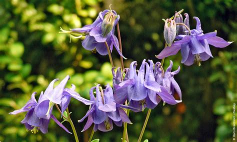 Gemeine Akelei (Aquilegia vulgaris) | Steckbrief