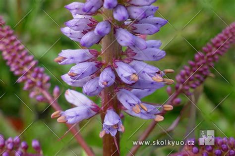 Veronicastrum virginicum ´Red Arrows´ | Školky Haupt
