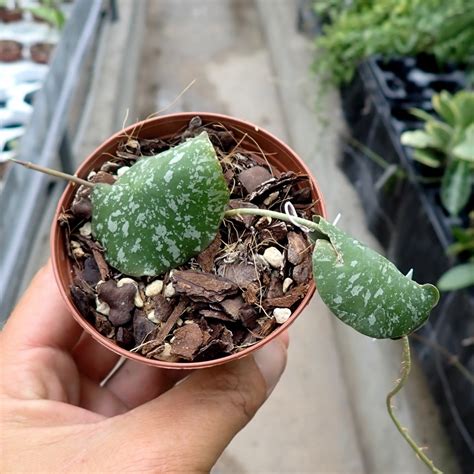 Hoya Imbricata Uhlig Kakteen Ber Verschiedene Arten