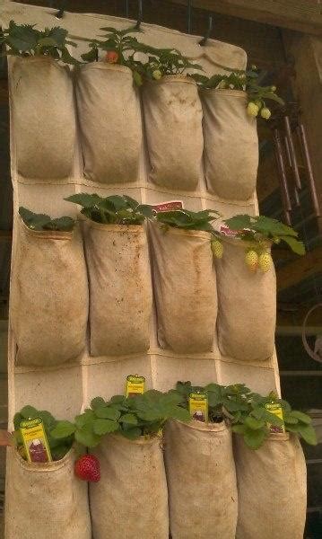 А еще клубнику можно выращивать так