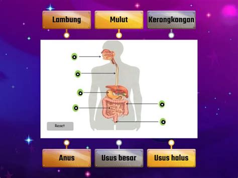 Organ Pencernaan Manusia Labelled Diagram