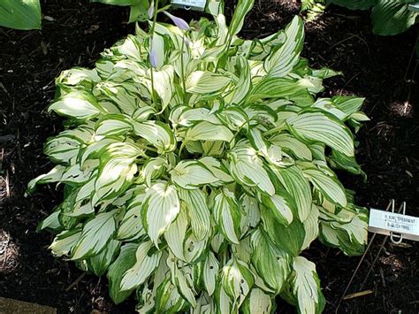 Хоста Киви Сперминт (Kiwi Spearmint) купить в Москве, доставка почтой ...