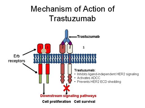 TDM 1 Trastuzumab Emtansine PreClinical And Early Clinical