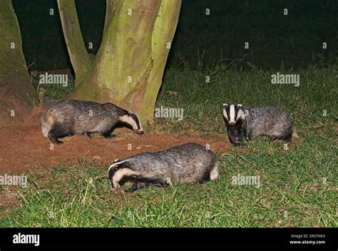 Badger European Badgers Meles Meles Martens Predators Mammals