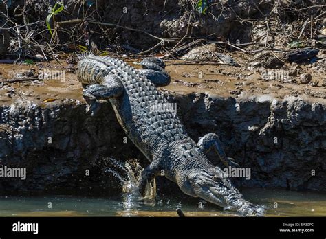 Adult saltwater crocodile (Crocodylus porosus), on the banks of the