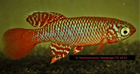 Nothobranchius Flammicomantis British Killifish Association