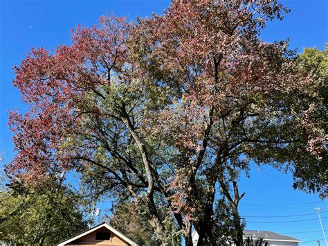 westwood board  committees    westwood civic club