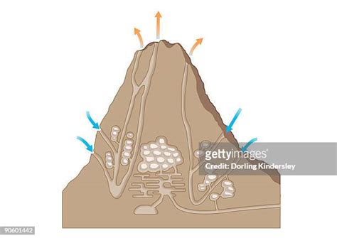 Termite Mound Cross Section