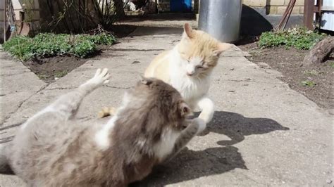 Драка котов Часть 2😽😾 #коты #драки #развлечения - YouTube