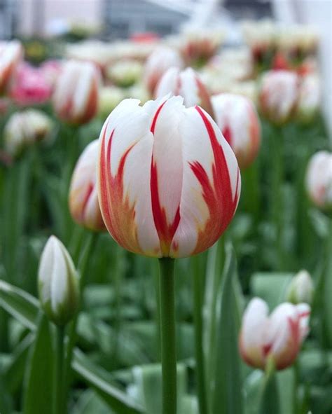 Tulip Happy Generation Bulb Peter Nyssen Buy Flower Bulbs And