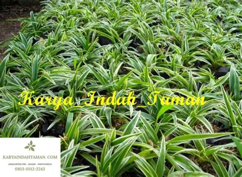 Paket 5 Tanaman Hias Lili Paris Tanaman Lili Paris Tanaman Indoor