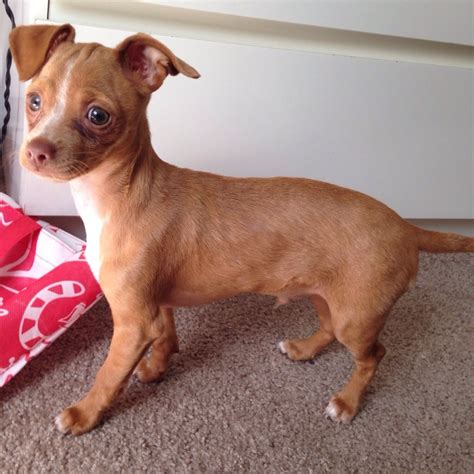 63 Pictures Of Chihuahua Mix Dogs L2sanpiero