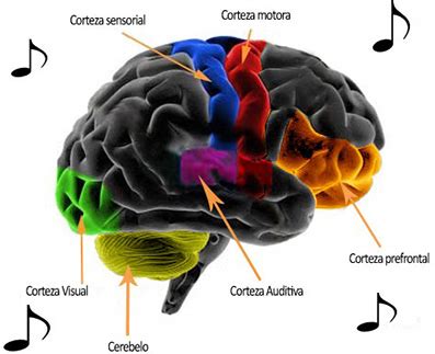 El Cerebro De Ni Os Y Adolescentes La M Sica Favorece El Desarrollo