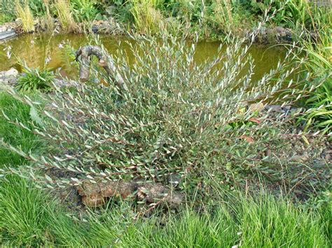 Саженцы ивы маяк купить в Москве по цене от 1500 рублей