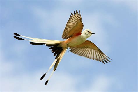 Scissor Tailed Flycatcher Audubon Field Guide