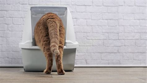 Enfermedad Del Saco Anal En Gatos