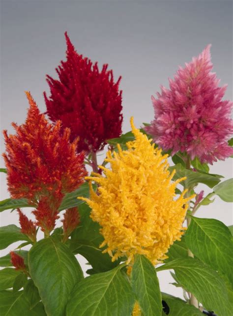 Celosia “KIMONO MIX” – Silja
