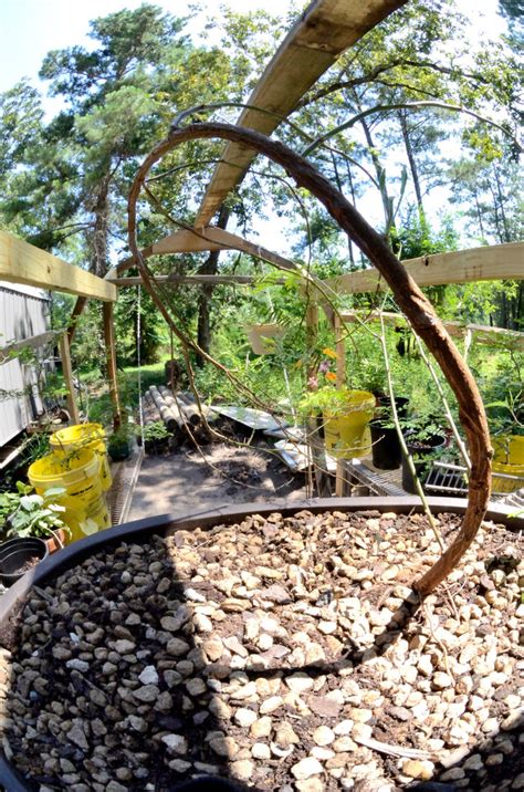 Mesquite Bonsai W Fisheye By Lamorth The Seeker On Deviantart