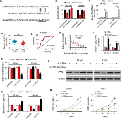 Hsa Circ Knockdown Suppressed Cell Proliferation In Sk Hep