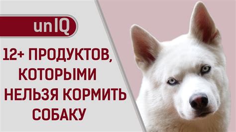 ЧЕМ НЕЛЬЗЯ КОРМИТЬ СОБАК? - YouTube