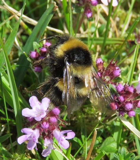 Bombus Jonellus Queen Malham Tarn Yorkshire 2017g Flickr