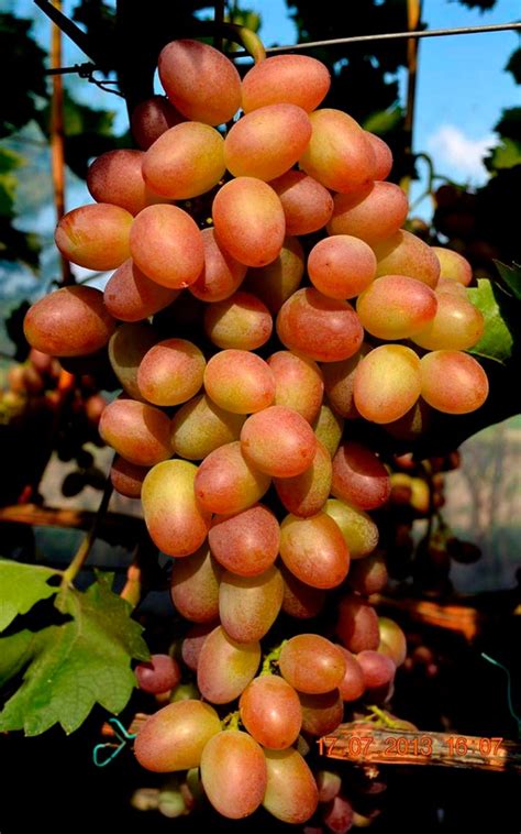 Парижанка Виноград Фото – Telegraph