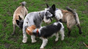 Inflamação da glândula anal Vanessa Nutri Vet