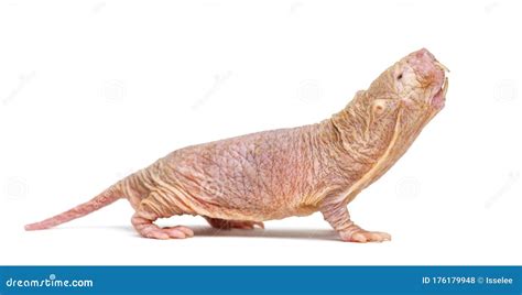 Naked Mole Rat Hairless Rat Isolated On Wihte Stock Photo Image Of Eusocial Hairless 176179948