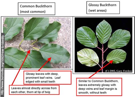 Buckthorn Leaves The Pember Museum And Library Granville New York