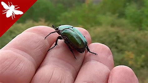 Cetonia aurata Rose chafer Hanneton des roses Χρυσόμυγα