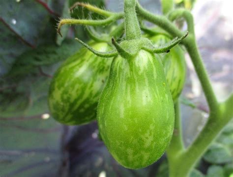 Помидоры в стиле тай-дай