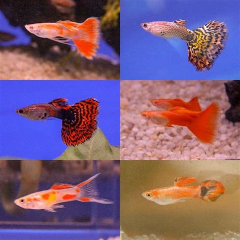 Breeds of guppy fish – Ornamental Aquarium Fish