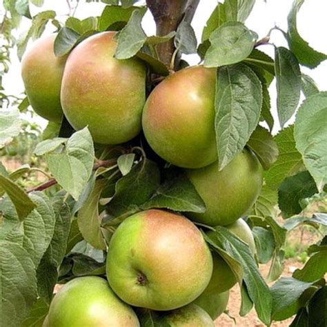 Саженцы яблони купить в интернет магазине питомника Королевский сад ...