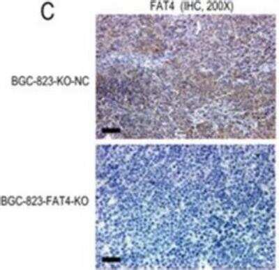 FAT4 Antibody FITC NBP1 78381F Novus Biologicals