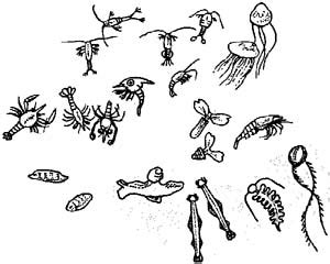 Free Zooplankton Cliparts, Download Free Zooplankton Cliparts png ...