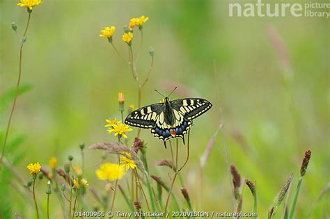 Stock Photo Of Swallowtail Butterfly Papilio Machaon Britannicus On